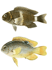 Various Vintage Illustrations of Fish 12
