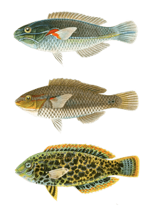 Various Vintage Illustrations of Fish 13
