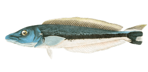 Various Vintage Illustrations of Fish 15