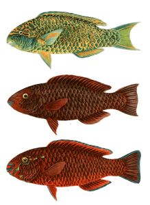 Various Vintage Illustrations of Fish 16
