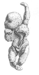 Vintage Anatomy Illustration Baby