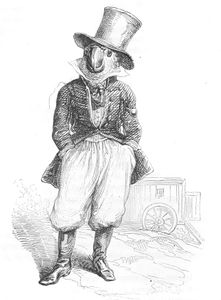 Vintage Anthropomorphic Illustration of a Smartly Dressed Parrot