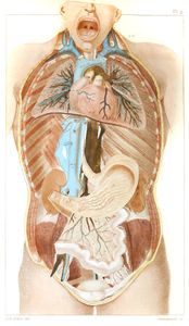 Vintage Human Anatomy Illustration Internal ORgans 2