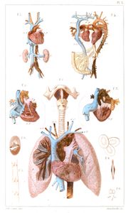 Vintage Human Anatomy Illustration Lungs and Heart