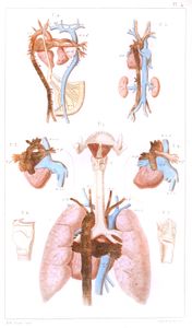 Vintage Human Anatomy IllustrationLungs From Rear