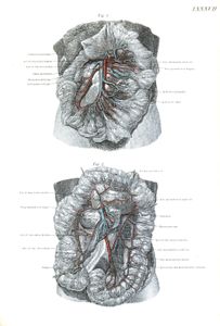 Vintage Human Anatomy Illustrations Internal Organs