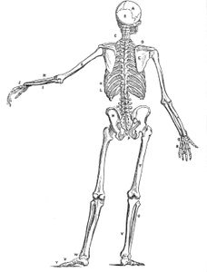 Vintage Human Anatomy Illustration Skeleton Rear View