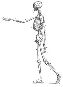 Vintage Human Anatomy Illustration Skeleton Side View