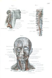 Vintage Human Anatomy Illustrations of Blood Vessels in Face
