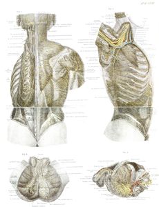 Vintage Human Anatomy Illustrations of Human Body Including Genitals