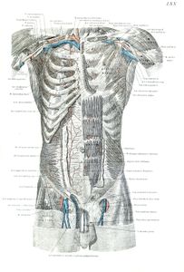 Vintage Human Anatomy Illustrations of Human Male Veins