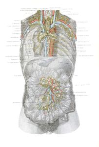 Vintage Human Anatomy Illustrations of Human Stomach Female