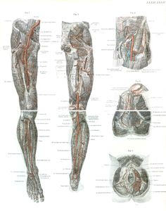 Vintage Human Anatomy Illustrations of Leg and Male and Femal Genitals