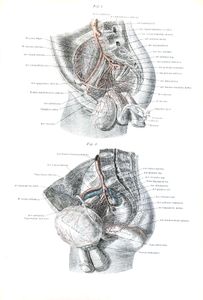Vintage Human Anatomy Illustrations of Male Genitals