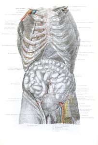 Vintage Human Anatomy Illustrations of Male Internal Organs