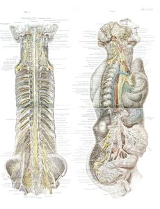 Vintage Human Anatomy Illustrations of Spinal Cord