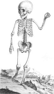 Vintage Human Skeleton Illustration of Child