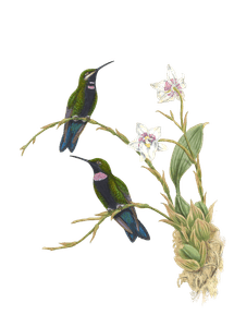 Vintage Illustration of Black Throated Brilliant Hummingbird in the Public Domain