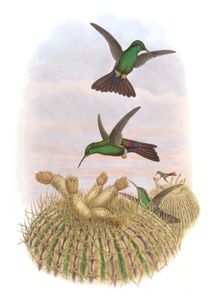 Vintage Illustration of Black Vented Plumeleteer Hummingbird in the Public Domain