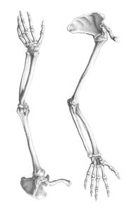 Vintage Illustration of Bones of Arm