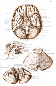 Vintage Illustration of Brain