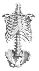 Vintage Illustration of Bones of Mid Section Rib Cage and Hips
