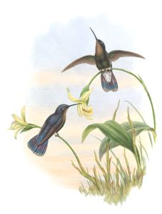 Vintage Illustration of Buckleys Mountain Hummingbird in the Public Domain
