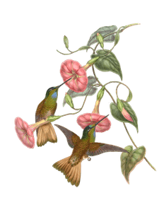 Vintage Illustration of Buff Tailed Star Frontlet Hummingbird in the Public Domain