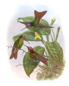 Vintage Illustration of Ecuadorean Rainbow Hummingbird in the Public Domain