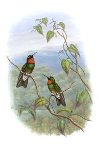 Vintage Illustration of Ecuadorian Star Frontlet Hummingbird in the Public Domain