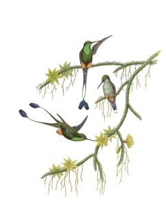 Vintage Illustration of Ecuador Racket Tail Hummingbird in the Public Domain