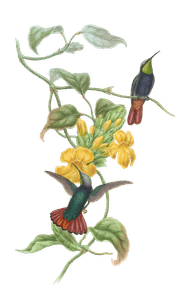 Vintage Illustration of Elliots Topaz Hummingbird in the Public Domain