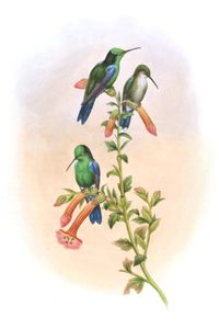 Vintage Illustration of Emerald Bellied Woodnymph Hummingbird in the Public Domain