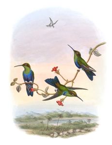 Vintage Illustration of Fork Tailed Woodnymph Hummingbird in the Public Domain