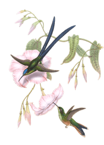 Vintage Illustration of Great Forked Tailed Hummingbird in the Public Domain