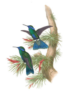 Vintage Illustration of Guiana Violet Ear Hummingbird in the Public Domain