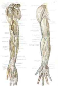 Vintage Illustration of Human Arm Veins and Nerves