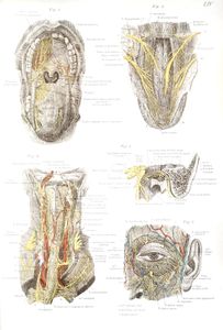 Vintage Illustration of Human Face