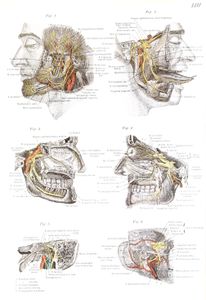 Vintage Illustration of Human Face Nerves