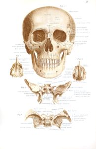 Vintage Illustration of Human Skull