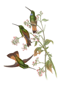 Vintage Illustration of Jelskis Star Frontlet Hummingbird in the Public Domain