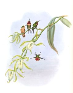 Vintage Illustration of Little Woodstar Chaetocercus Bombus Hummingbird in the Public Domain