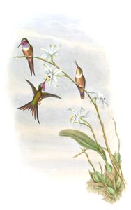 Vintage Illustration of Lyre Shaped Wood Star Hummingbird in the Public Domain
