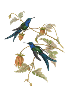 Vintage Illustration of Mexican Sabre Wing Hummingbird in the Public Domain