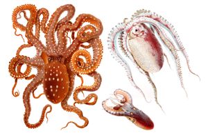 Vintage Illustration of Octopus