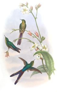 Vintage Illustration of Purple Tailed Comet Hummingbird in the Public Domain
