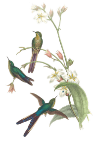 Vintage Illustration of Purple Tailed Comet Hummingbird in the Public Domain