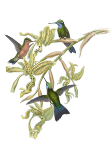 Vintage Illustration of Purple Throated Mountaingem Hummingbird in the Public Domain