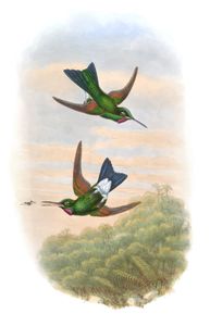 Vintage Illustration of Rufous Webbed Brilliant Hummingbird in the Public Domain