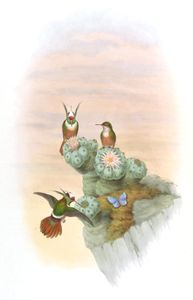 Vintage Illustration of Salvins Coquette Hummingbird in the Public Domain